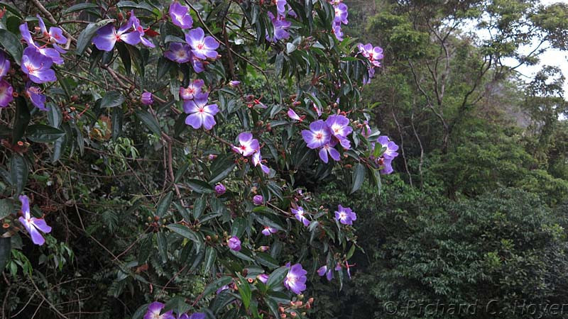 Not only birds are showy here – Tibouchina trees punctuate the wet forest slopes…